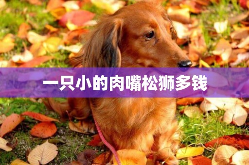 一只小的肉嘴松獅多錢