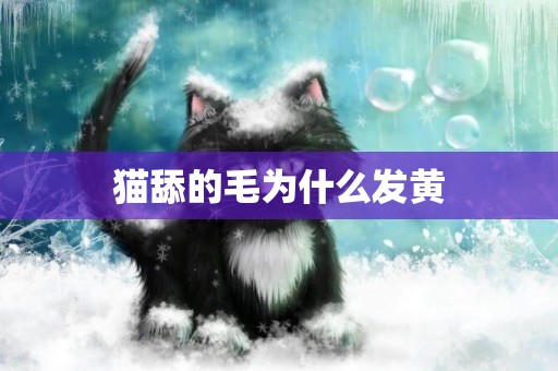 貓舔的毛為什么發黃
