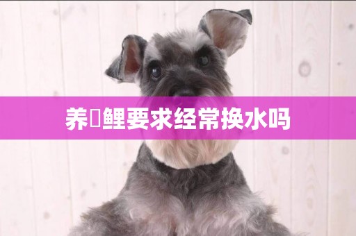 養錦鯉要求經常換水嗎