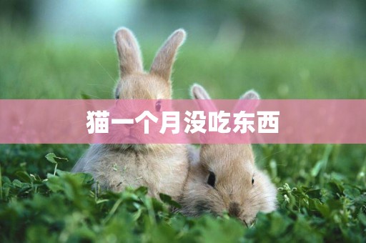 貓一個月沒吃東西