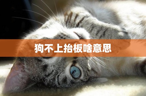狗不上抬板啥意思