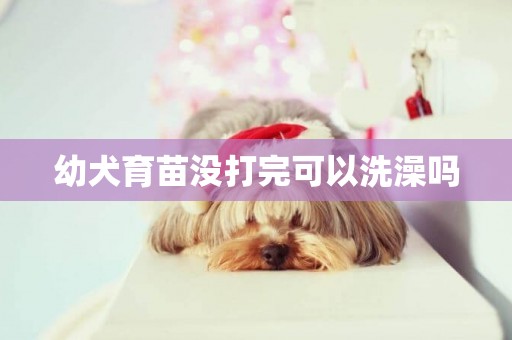 幼犬育苗沒打完可以洗澡嗎