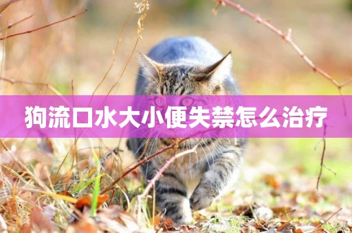 狗流口水大小便失禁怎么治療