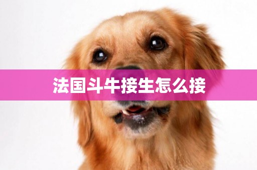 法國斗牛接生怎么接