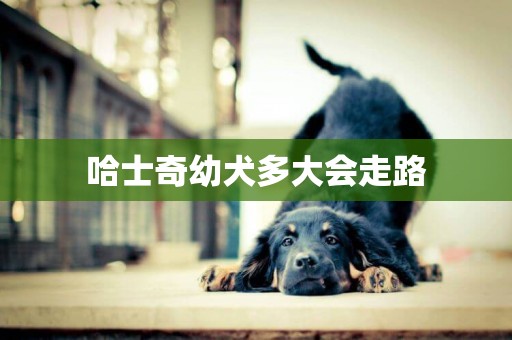 哈士奇幼犬多大會走路