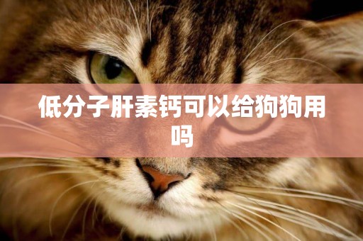 低分子肝素鈣可以給狗狗用嗎