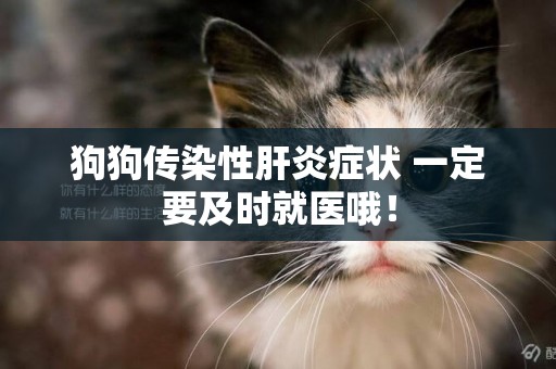 狗狗傳染性肝炎癥狀 一定要及時就醫哦！
