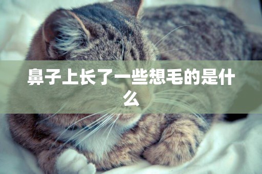 鼻子上長了一些想毛的是什么