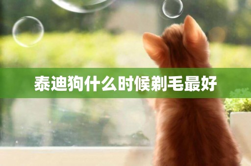 泰迪狗什么時候剃毛最好