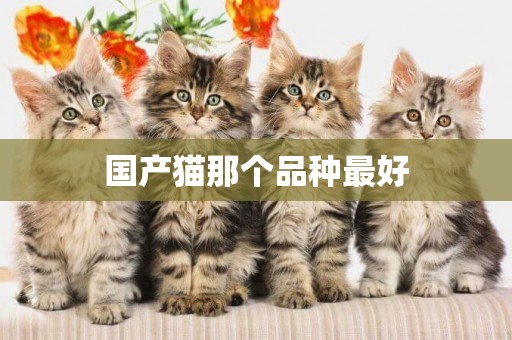 國產貓那個品種最好