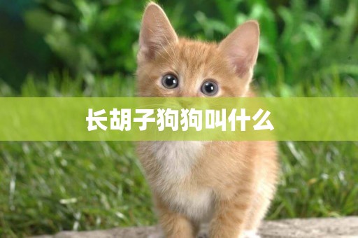 長胡子狗狗叫什么