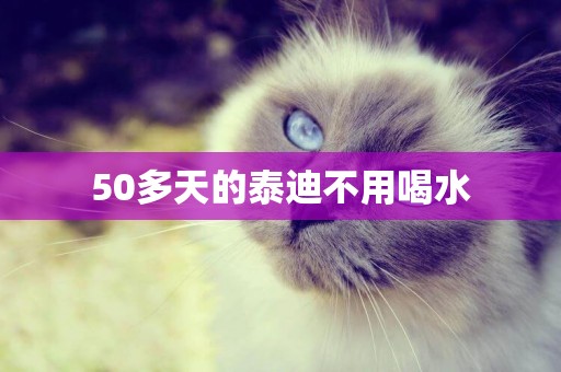 50多天的泰迪不用喝水