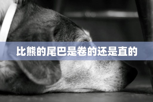比熊的尾巴是卷的還是直的