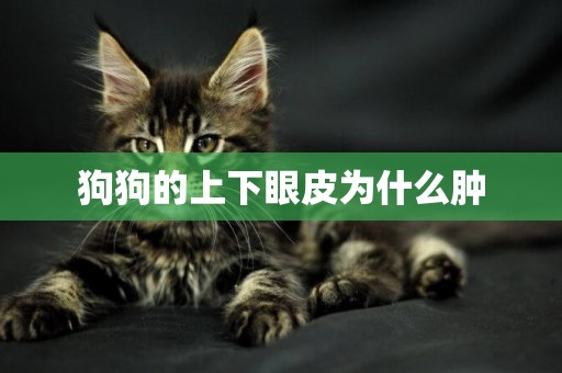 狗狗的上下眼皮為什么腫