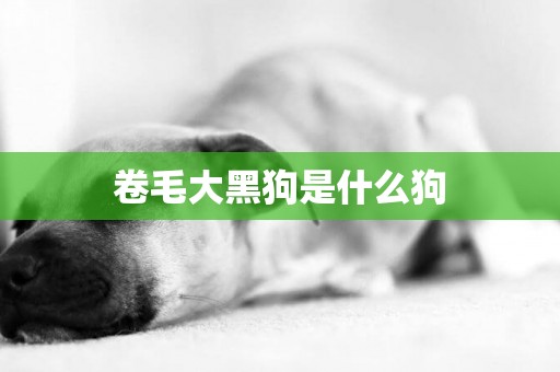 卷毛大黑狗是什么狗