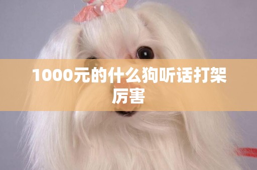 1000元的什么狗聽話打架厲害