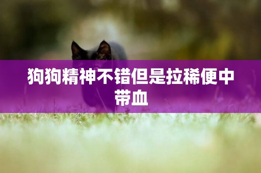 狗狗精神不錯但是拉稀便中帶血