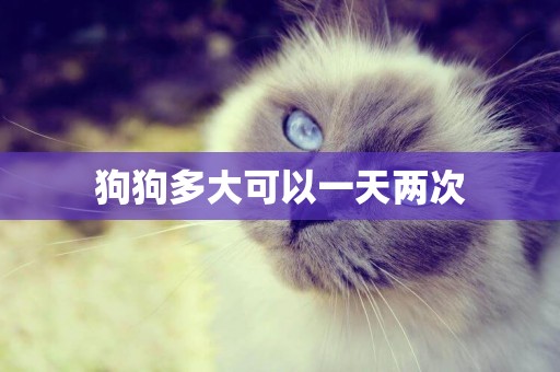狗狗多大可以一天兩次
