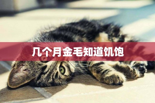幾個月金毛知道饑飽