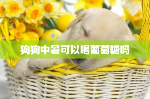 狗狗中暑可以喝葡萄糖嗎