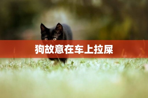 狗故意在車上拉屎