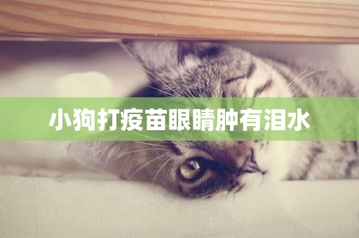 小狗打疫苗眼睛腫有淚水
