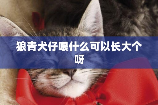 狼青犬仔喂什么可以長大個呀