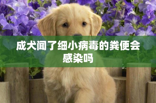 成犬聞了細小病毒的糞便會感染嗎