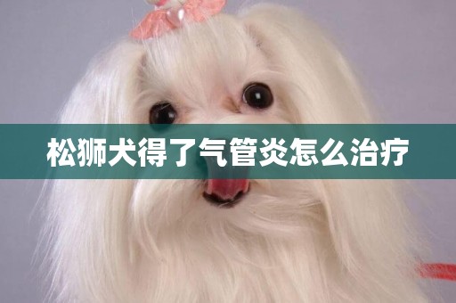 松獅犬得了氣管炎怎么治療