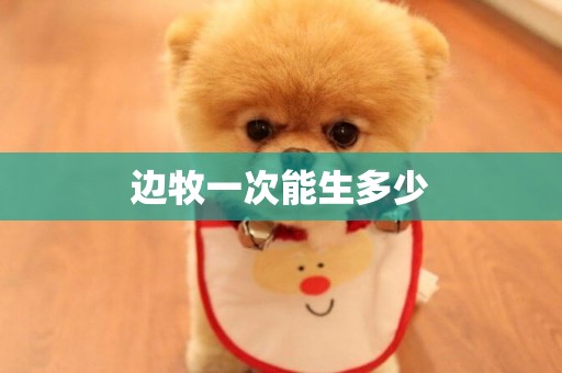 邊牧一次能生多少