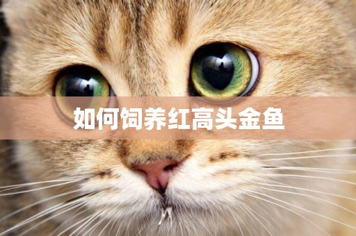 如何飼養紅高頭金魚