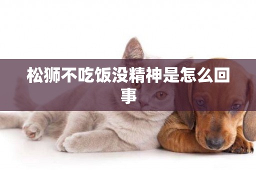松獅不吃飯沒精神是怎么回事