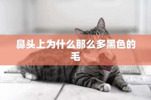 鼻頭上為什么那么多黑色的毛