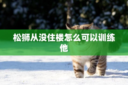 松獅從沒住樓怎么可以訓練他