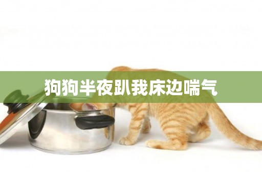 狗狗半夜趴我床邊喘氣