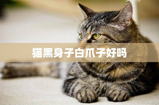 貓黑身子白爪子好嗎