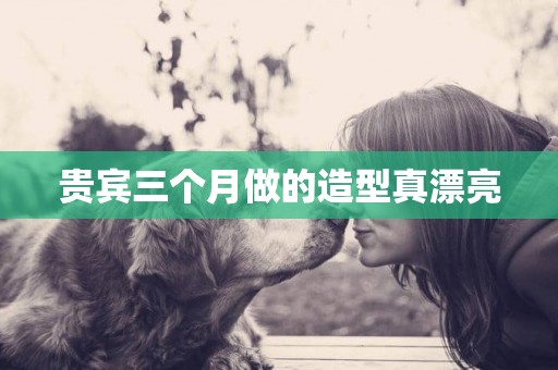 貴賓三個月做的造型真漂亮