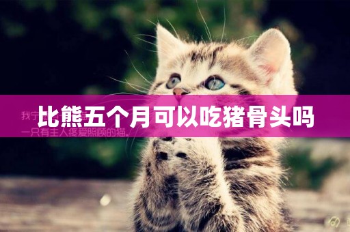 比熊五個月可以吃豬骨頭嗎