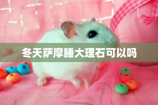 冬天薩摩睡大理石可以嗎
