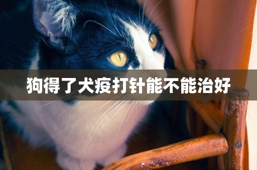 狗得了犬疫打針能不能治好