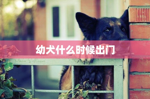 幼犬什么時候出門