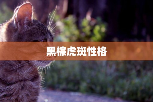 黑棕虎斑性格