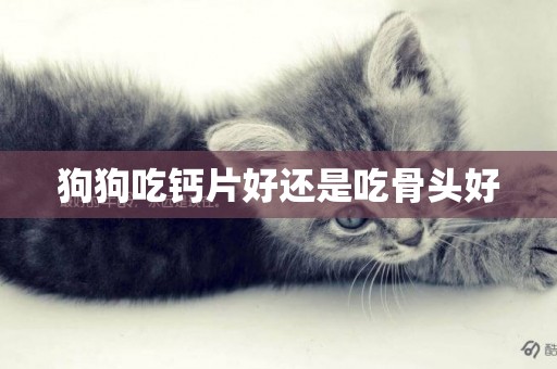 狗狗吃鈣片好還是吃骨頭好