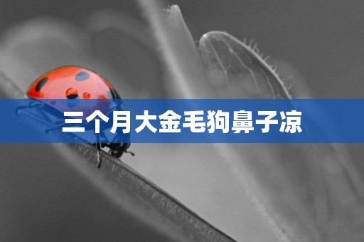 三個月大金毛狗鼻子涼