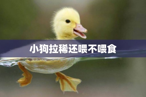 小狗拉稀還喂不喂食