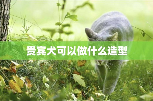 貴賓犬可以做什么造型