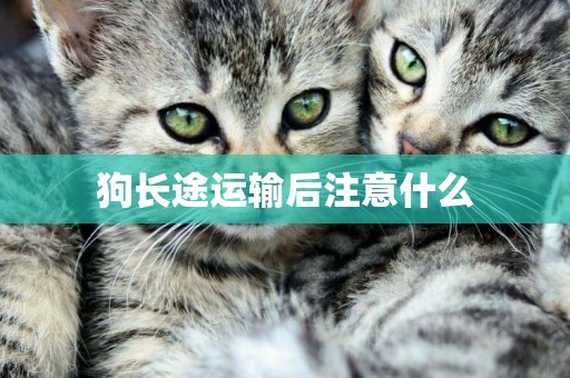 狗長途運輸后注意什么