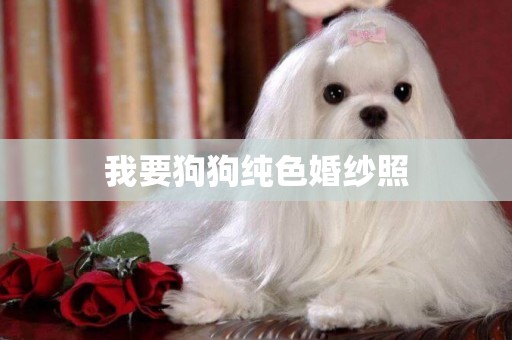 我要狗狗純色婚紗照