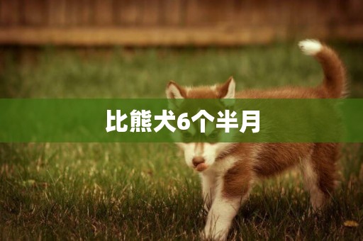 比熊犬6個半月