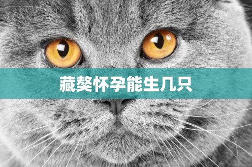 藏獒懷孕能生幾只